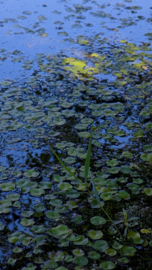 Tilt Shot Aquatic Plants in a Pond