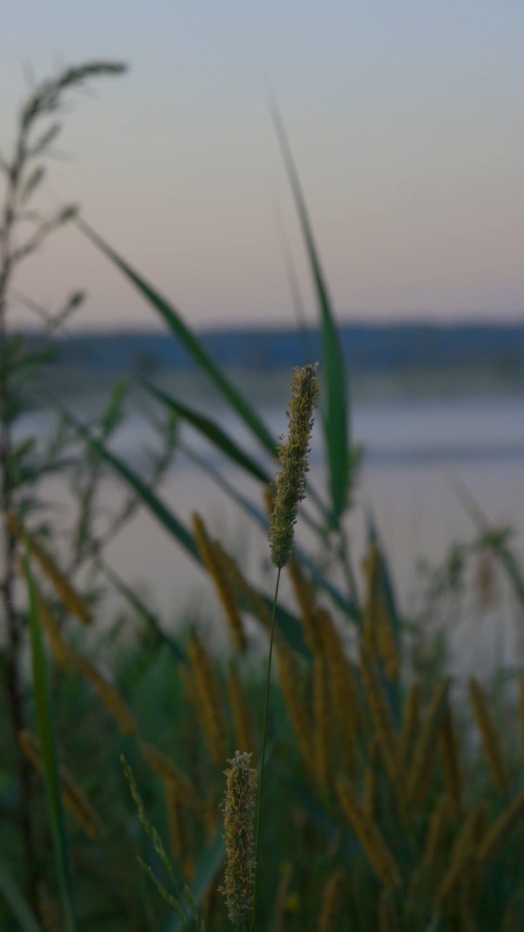 Video by ROMAN ODINTSOV