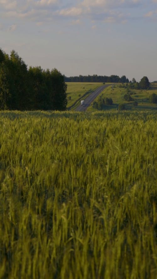 Wheat Crops in a Field