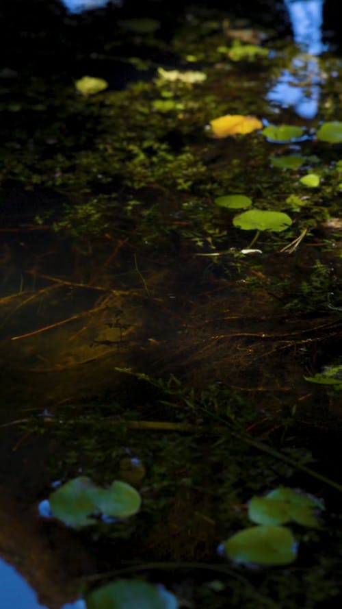 Close up of Aquatic Plants