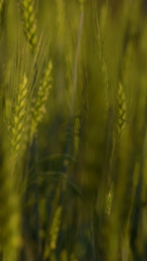 Close up of Wheat