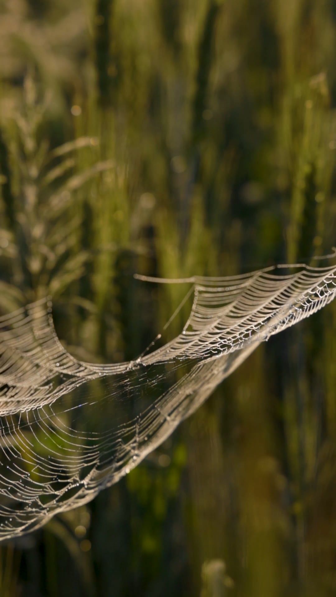 Close Up of a Spider Web on Daytime · Free Stock Video