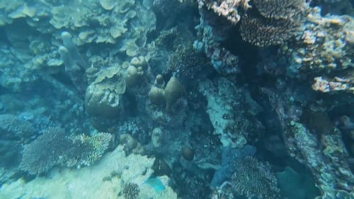 Person Swimming Underwater