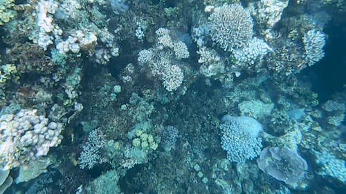 A Tilt Shot of a Coral Reef