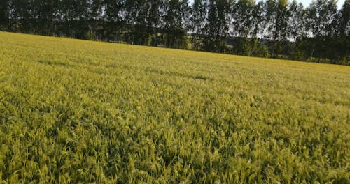 A Drone Footage of an Agricultural Land