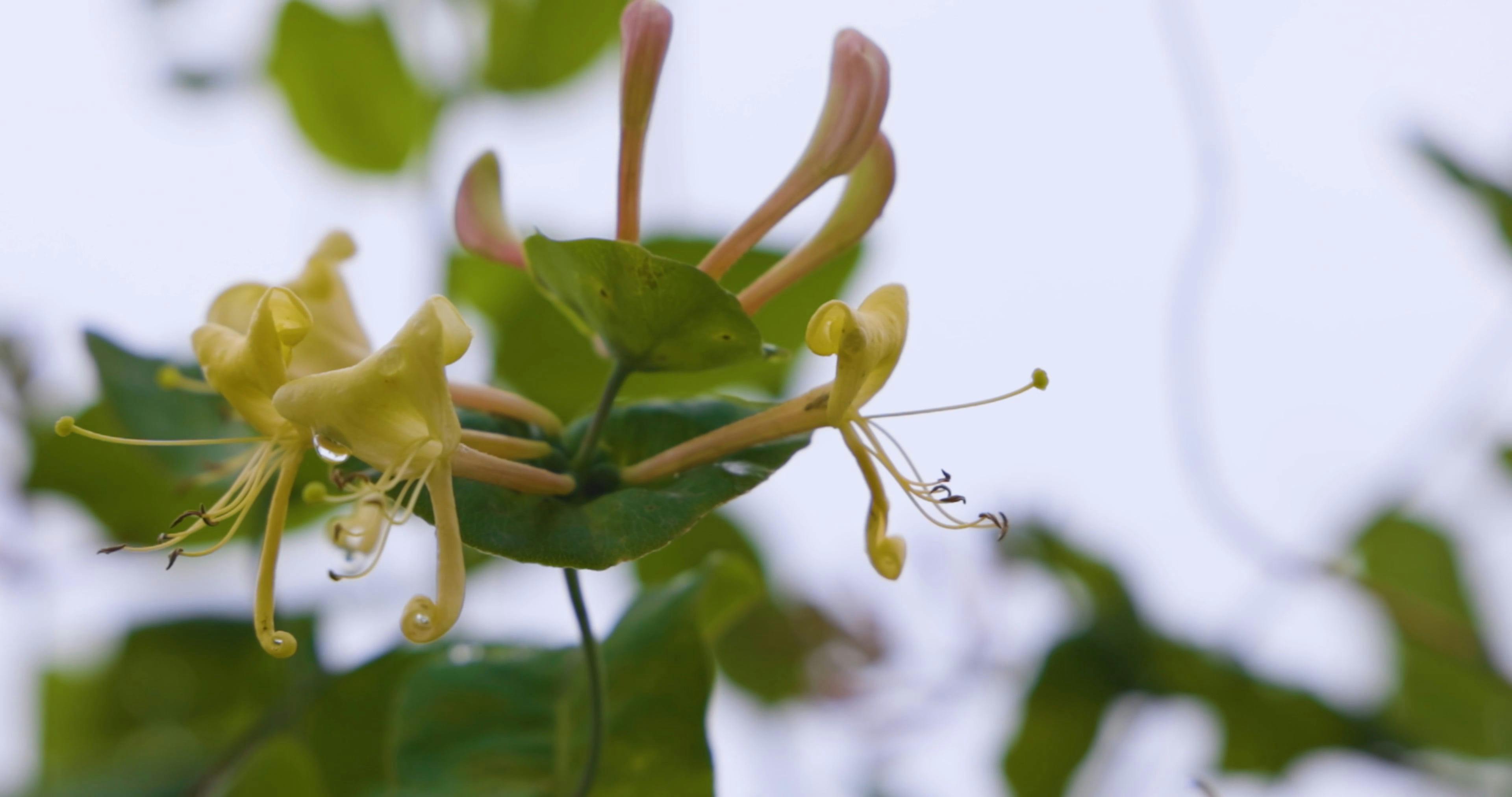 Video by ROMAN ODINTSOV