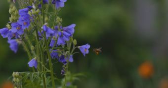 风铃花视频素材视频素材视频素材