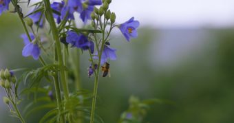 风铃花视频素材视频素材视频素材