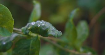 自然纪录视频素材视频素材免费下载免费下载视频素材