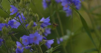 风铃花视频素材视频素材视频素材