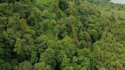 Aerial Footage of a Forest