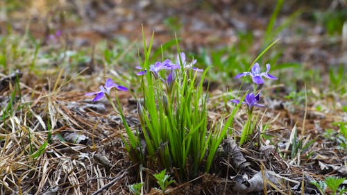 Violet Flowers on the Ground