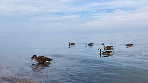 Ducks Paddling on Water