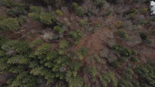Aerial Footage of Trees in a Forest