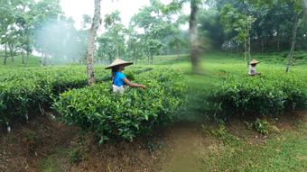 茶农采茶视频素材视频素材视频素材免费下载视频素材