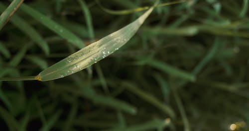 Close-up Video of a Leaves