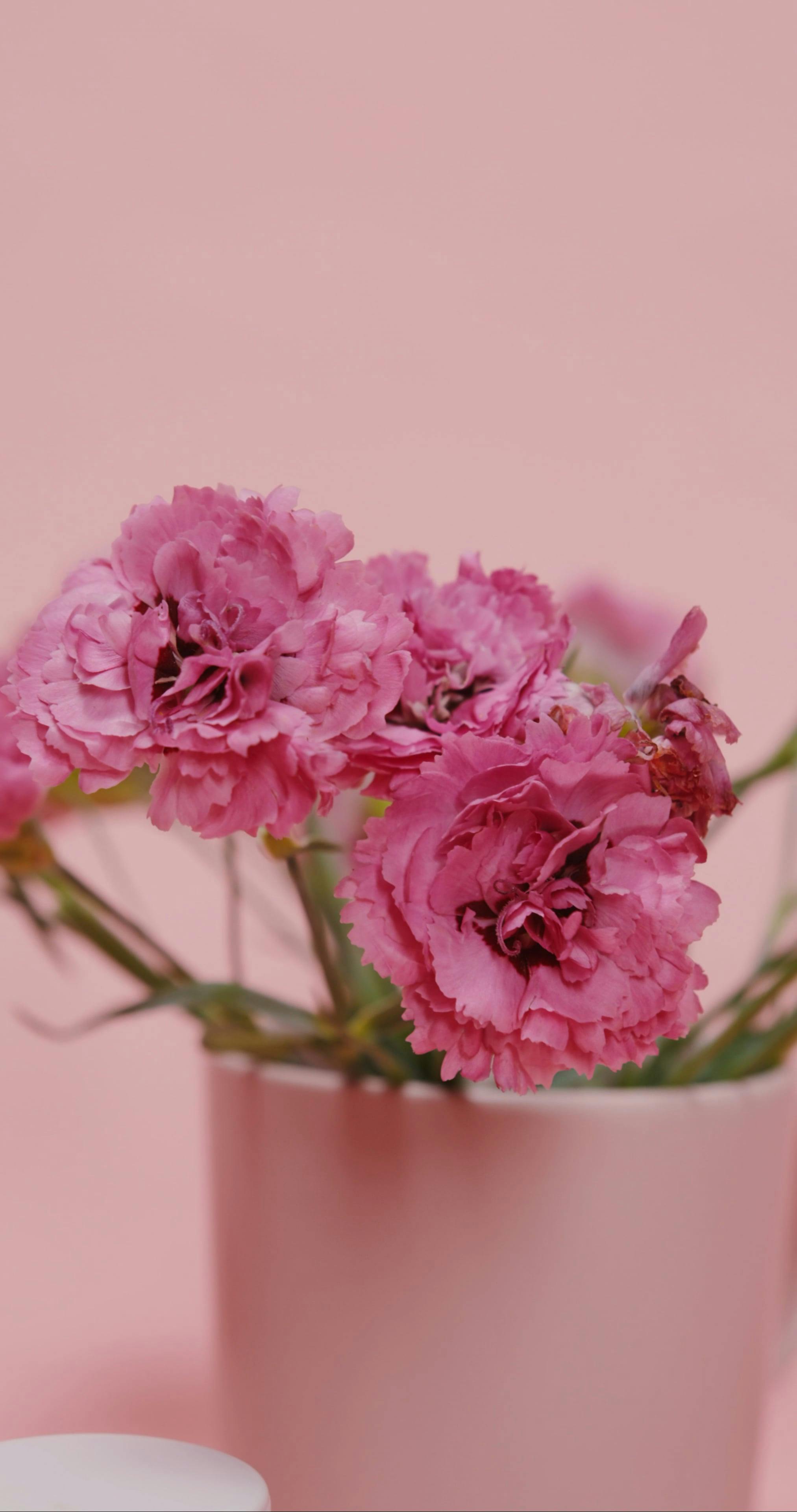Carnation Videos Download Free 4k Stock Video Footage Carnation Hd Video Clips