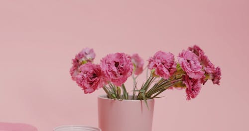 Close up of Carnations in a Vase