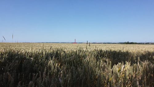 Drone Footage Of Wheat Field Under Clear Blue Sky