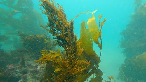 Marine Plants and Sea Urchins in a Coral Reef