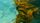 kelp