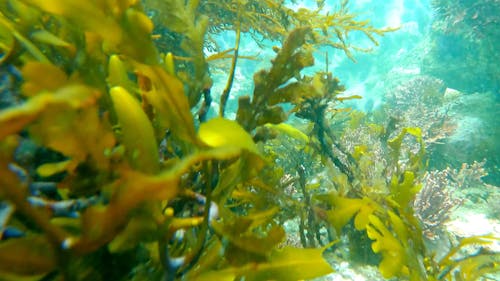 Sea Urchins in a Coral Reef