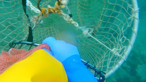 A Person Putting the Sea Urchins in the Net