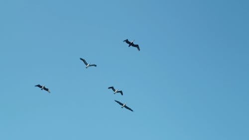 Birds Flying on a Clear Sky