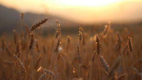 Close Up Video of Wheat