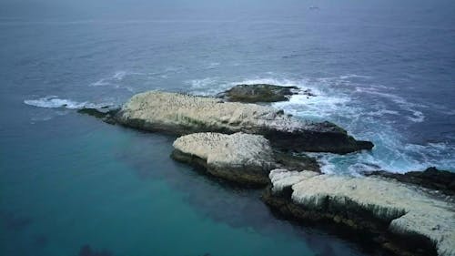 A Flock of Cormorants on a Rock in the Sea