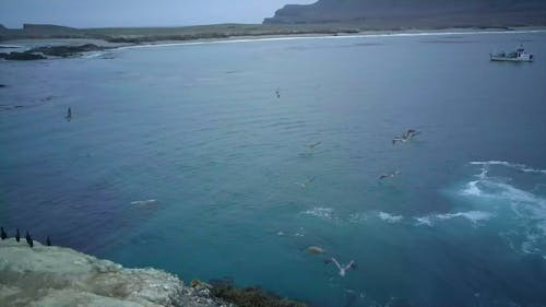 Drone Footage of Birds Flying Above the Sea