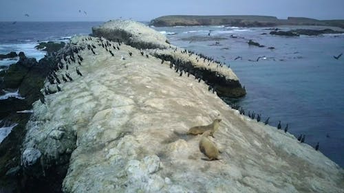 Cormorants and Sea Lions on a Rock