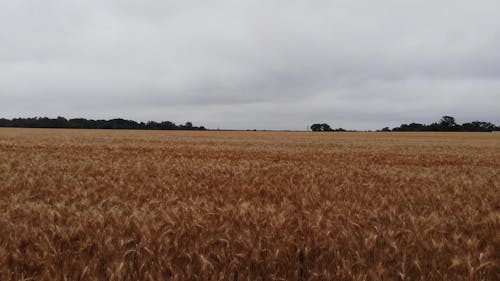 Wheat Crop Growing In Field 