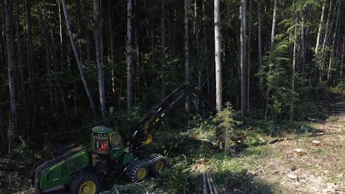 Heavy Machinery Cutting Down Trees In A Forest