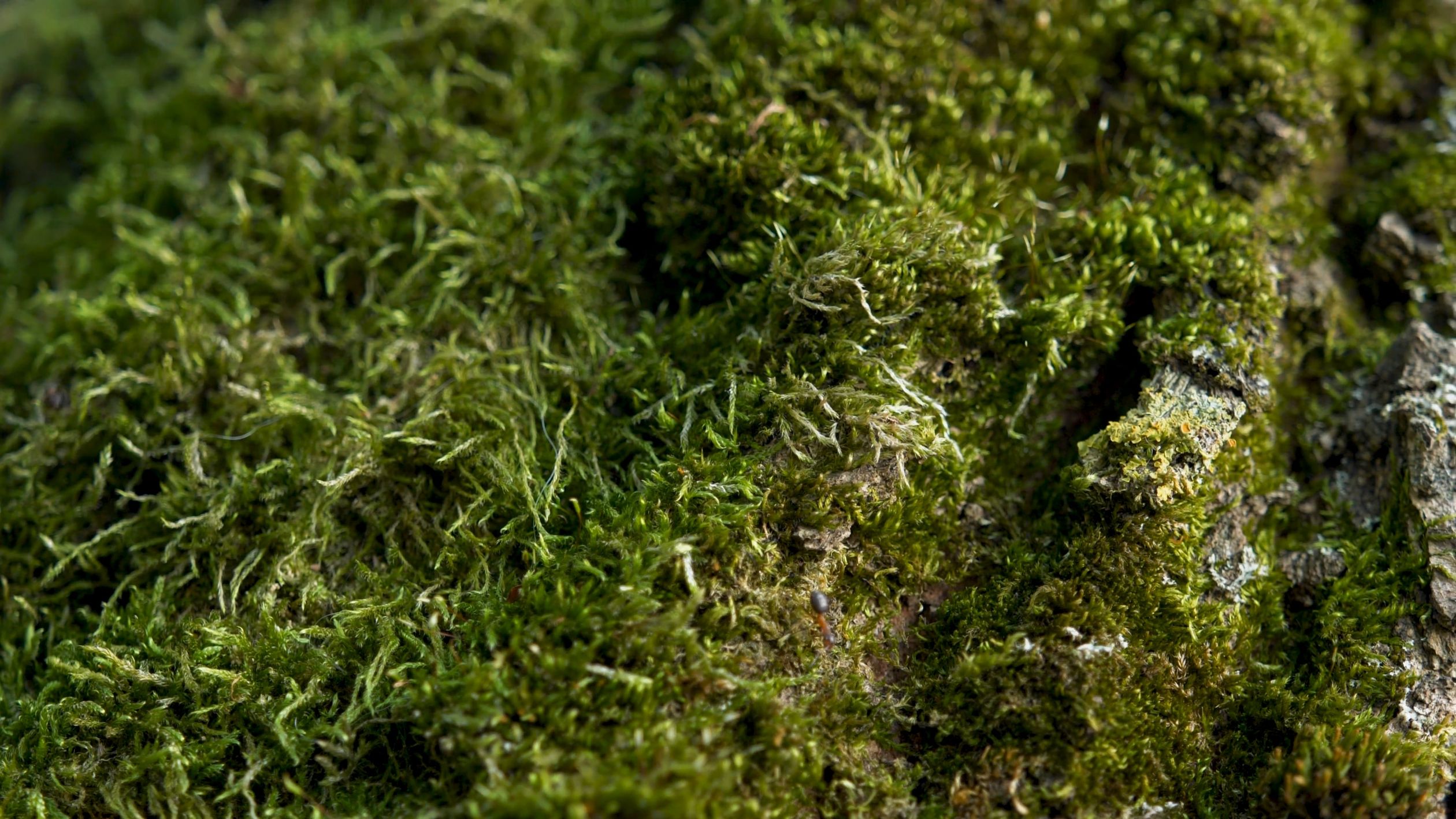 Close up of Ants Free Stock Video Footage, Royalty-Free 4K & HD Video Clip