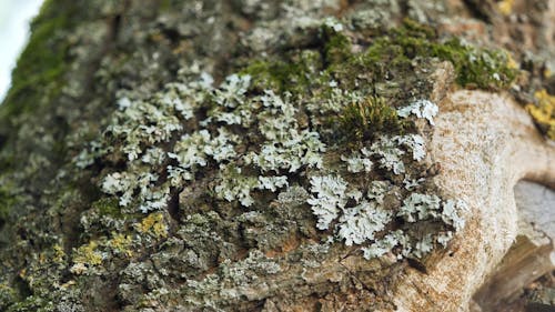 Close-video of a Ants on Wood