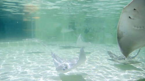 Stingrays Inside an Aquarium 
