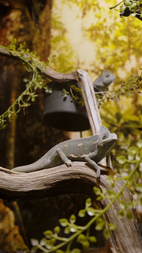 A Veiled Chameleon Perched on a Branch