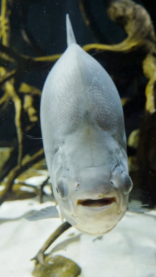 A Fish in a Aquarium