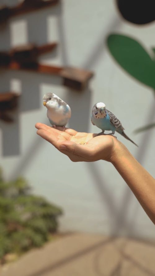 Person Feeding Birds