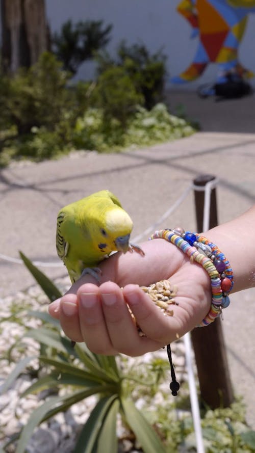 A Person Feeding a Bird