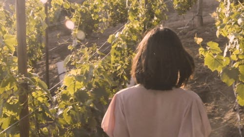 Woman Walking at a Vineyard