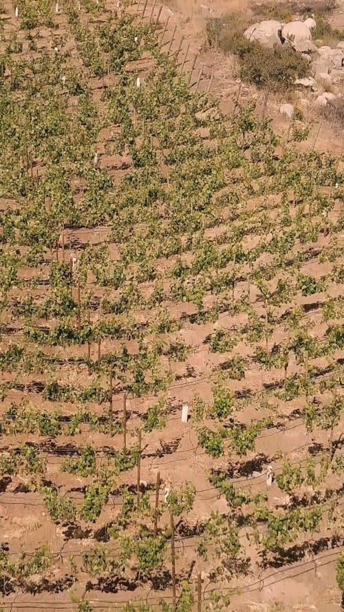 Drone Footage of a Vineyard