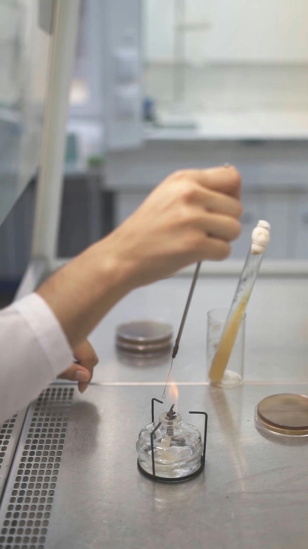 A Person Heating an Inoculating Loop · Free Stock Video