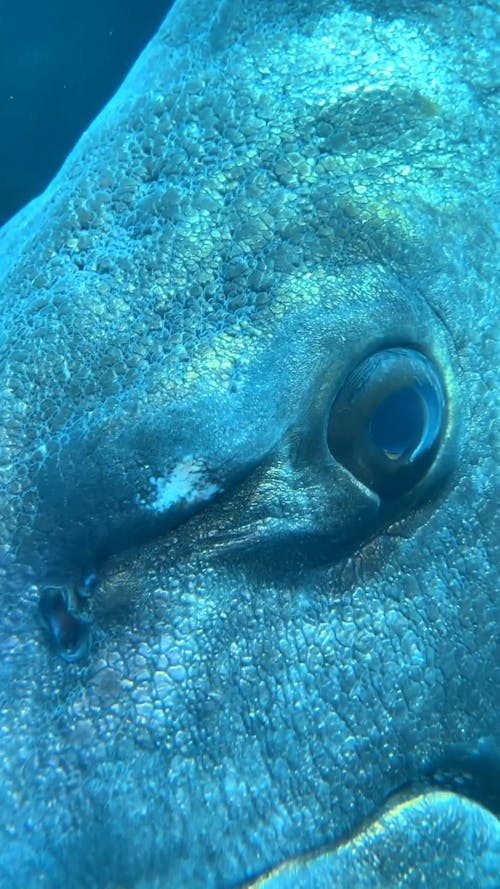 Fish Videos, Download The BEST Free 4k Stock Video Footage & Fish HD Video Clips Fish Videos, Download The BEST Free 4k Stock Video Footage & Fish HD Video Clips