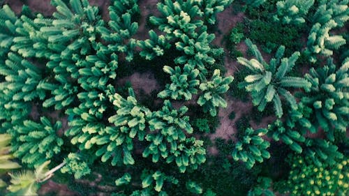 Spinning Aerial Footage of Trees on the Ground
