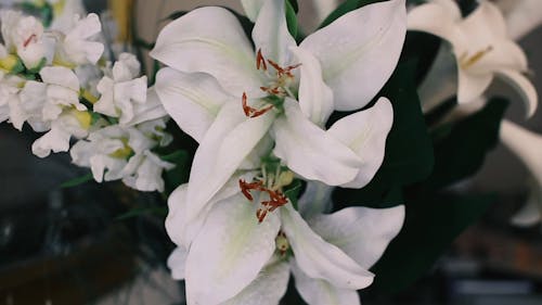 Close Up of a Blooming White Lilies