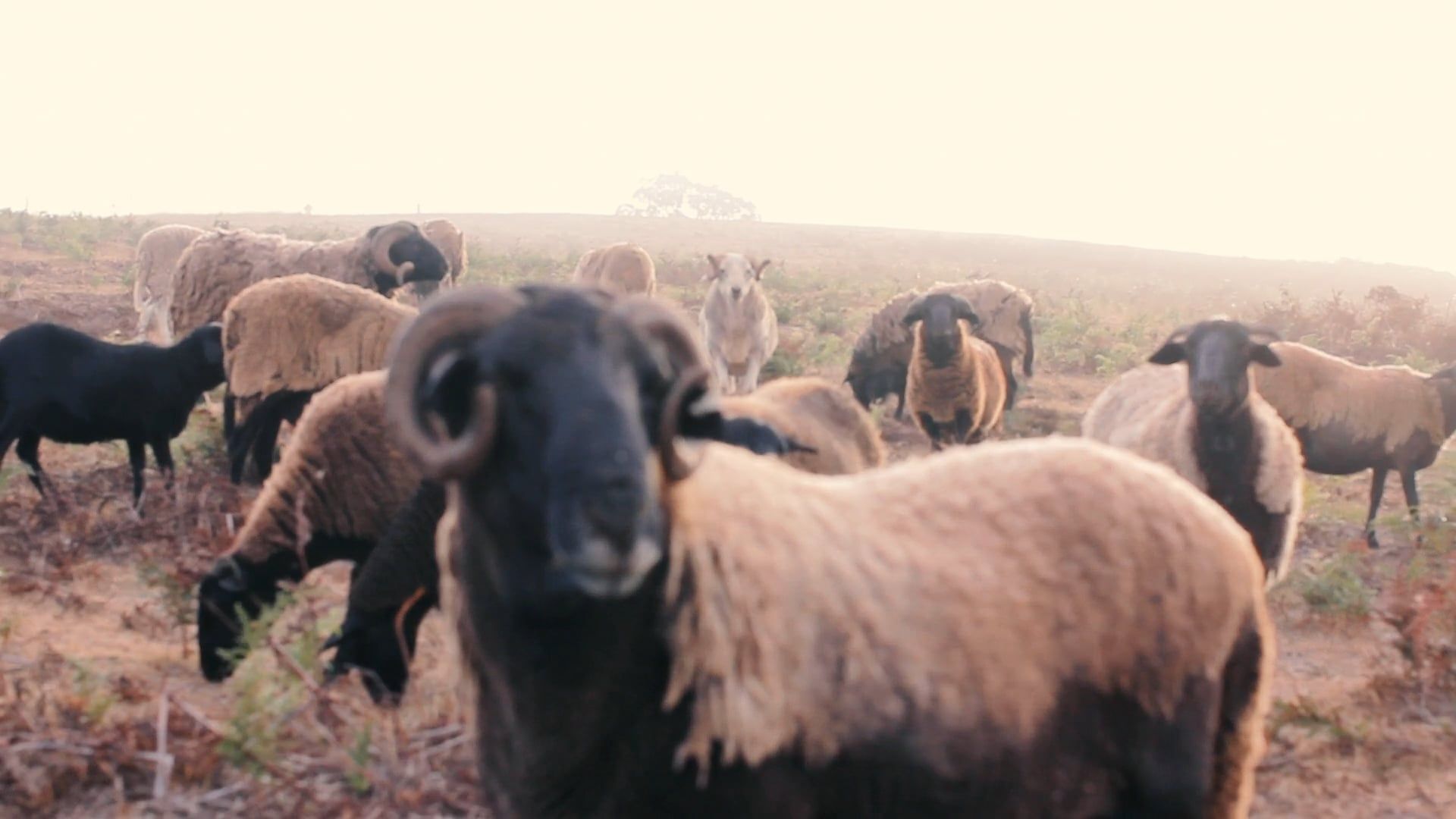 Close Up Video of Sheep Free Stock Video Footage, Royalty-Free 4K & HD ...