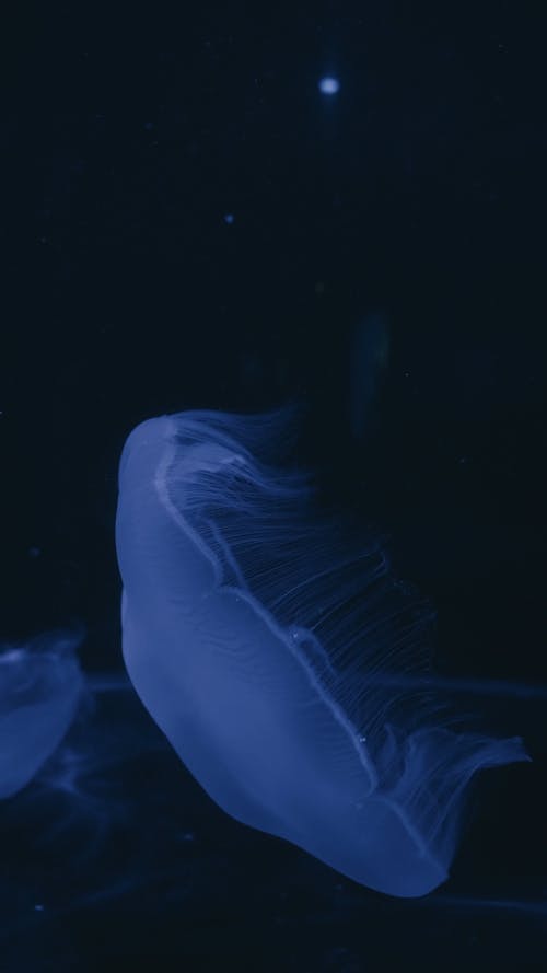 Video of a Jelly Fish Underwater
