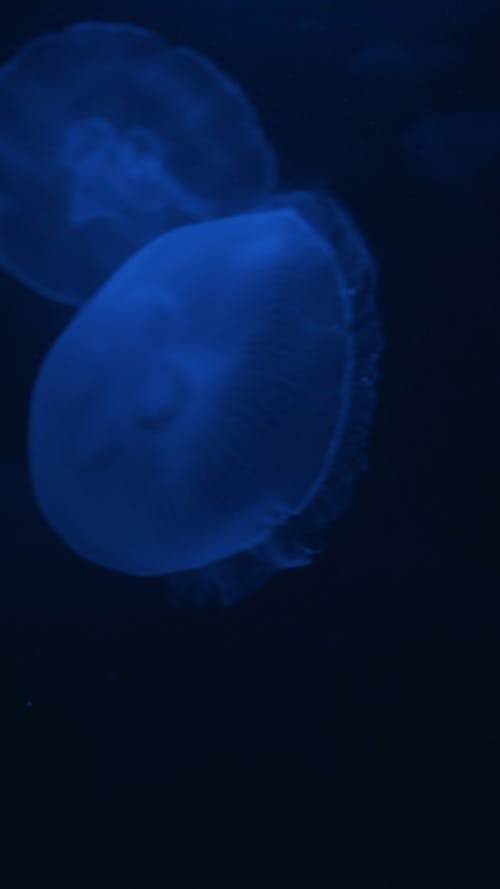 Video of a Jelly Fish Underwater